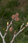 Green alder <BR>Mountain alder